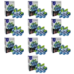 تنباکو بلوبری آرسس بسته 10 عددی